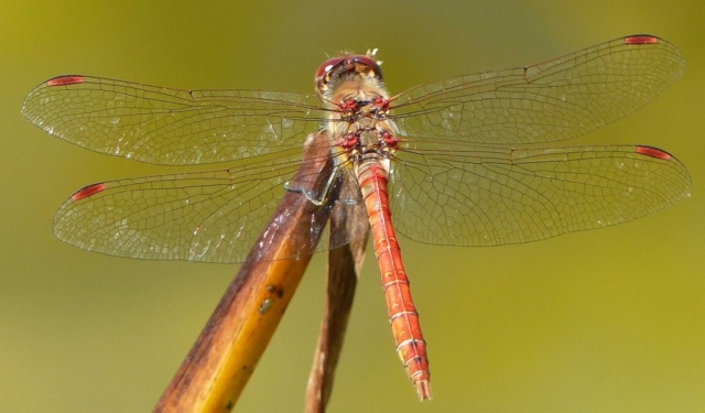 Sympetrum sanguineum (Ruddy Darter) 18/08/2016